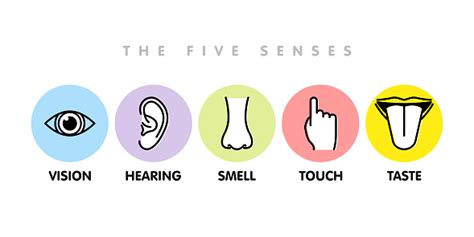 Icon Set Of Five Human Senses Vision Eye Smell Nose Hearing Ear Touch