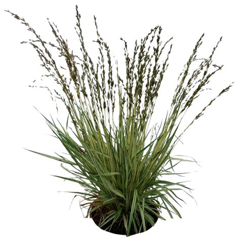 Plants Png Pic Png Mart