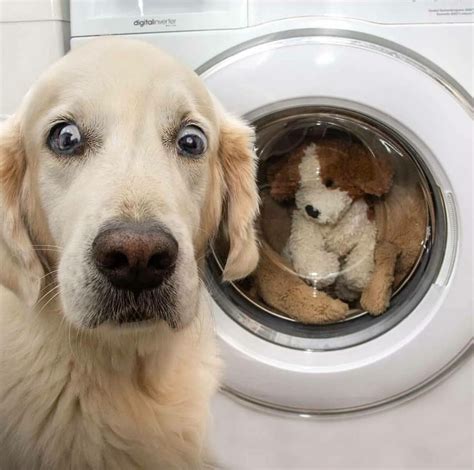 14 Funny Pictures Of Golden Retrievers To Make You Laugh Petpress