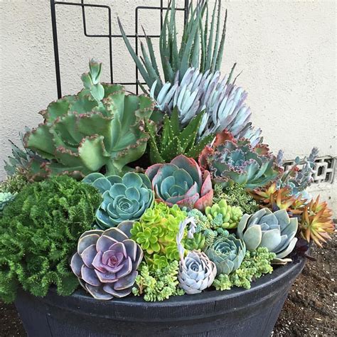 Deconstructed My Large Succulent Container Today And Happy With How The Replanting Turned Out