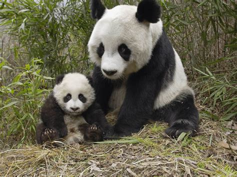 Cute Panda Bears In Photos Pictures Funny And Cute Animals
