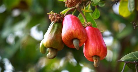 Roast the cashews for five minutes on each side. We can't get over how weird cashews look before they're picked