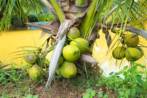 15 Different Types Of Coconuts Dwarf White And More Plantsnap 2023