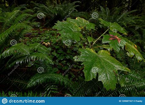 Lush Vegetation And Thick Underbrush In The Dark Rainforest Stock Image