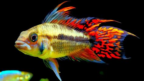 Top 5 Centerpiece Fish For Your Small To Medium Sized