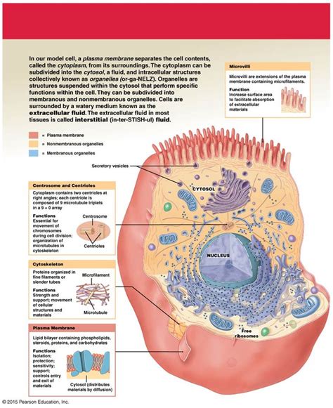 The Anatomy Of A Human Cell Human Anatomy And Physiology Medical