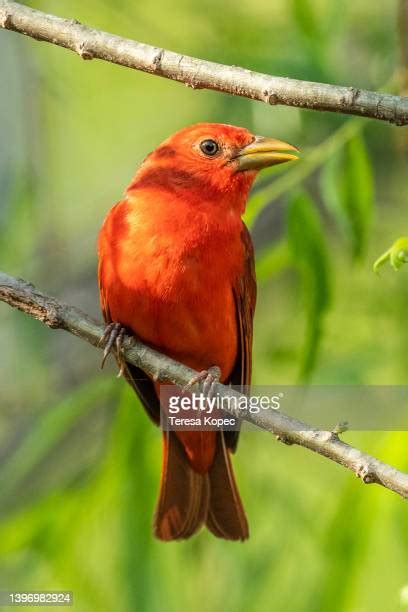 Red Tanager Photos And Premium High Res Pictures Getty Images