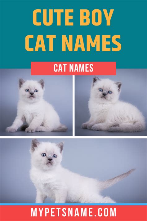 Cute Boy Cat Names Boy Cat Names Cat Names Boy Cat