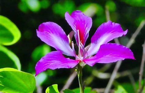 These purple flowers are perfect for areas with high heat and little rain. Is Flower Names And Pictures The Most Trending Thing Now ...