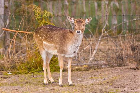How Long Are Deer Pregnant Gestation Period For Deer