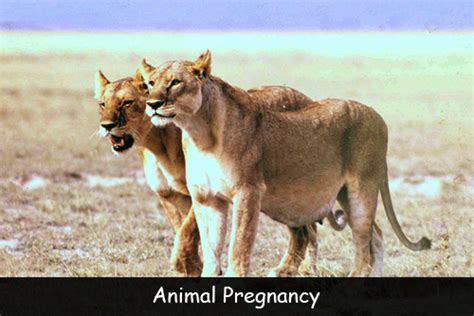 Which Animal Is Pregnant The Longest