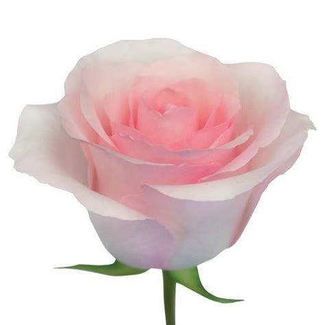 Free Delivery Premium Christa Pink Roses Flowers Near Me