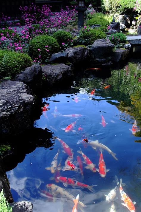 Vælg mellem et stort udvalg af lignende scener. 284 best images about Koi Fish Ponds on Pinterest ...