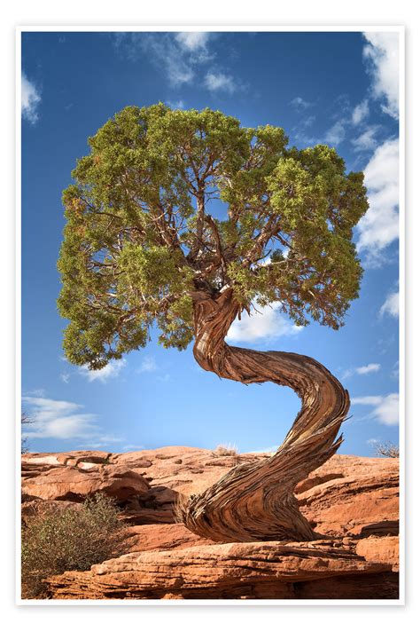 Juniper Tree In Canyonlands National Park Usa Print By Mandfred Voss