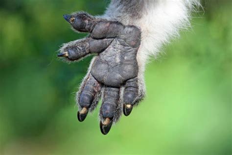 Koala Claws Stock Photos Pictures And Royalty Free Images Istock