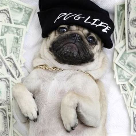 Just Gaming Pug Youtube