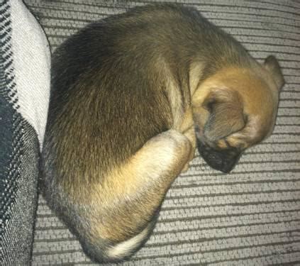 Get a boxer, husky teacup chihuahua puppies (all males) available for immediate rehoming. Pomeranian / Chihuahua for adoption (2 months old) for Sale in Rochester, New York Classified ...