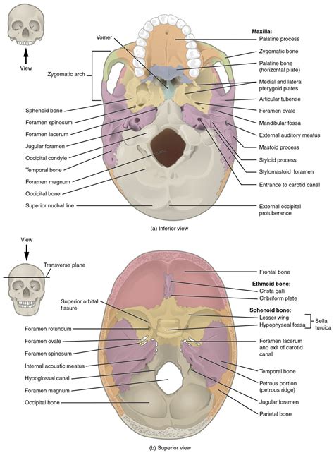 The Skull Anatomy And Physiology Study Guides