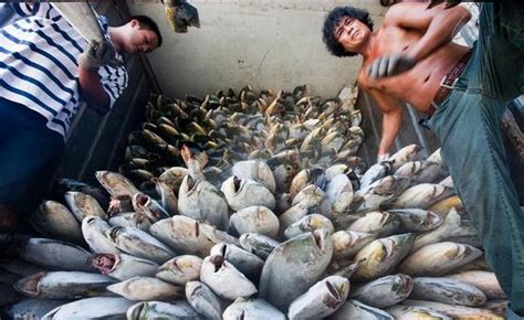 Overfishing Pushes 80 Of Chinese Fishermen Towards Bankruptcy China