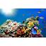 Coral Reef Backgrounds 54  Images