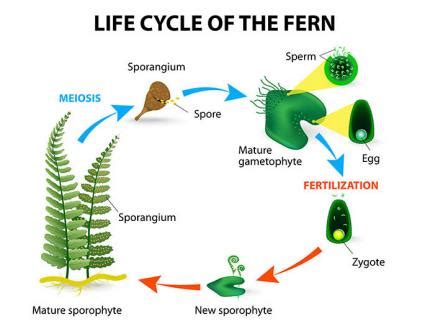 Plants having seeds in a closed ovary. How Do Non-Flowering Plants Reproduce? | LoveToKnow