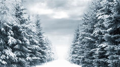 Wallpaper Fir Trees Winter Avenue Ranks Snow Sky Gloomy X Goodfon