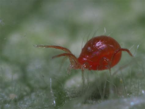 Predatory Mite Used To Control Spider Mite In Tomatoes Vegetable