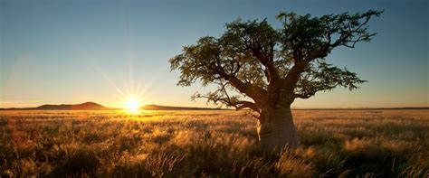 South africa landscape стоковые фото, картинки и изображения. african landscape - Google Search | Lions and sheep ...