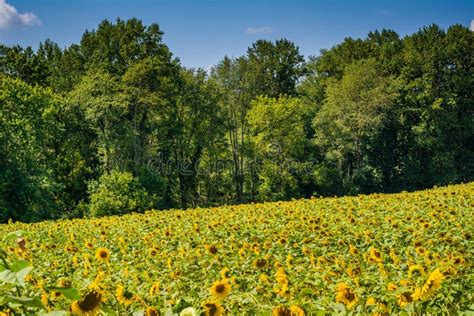 Sunflower Field In Jarrettsville Maryland Stock Image Image Of