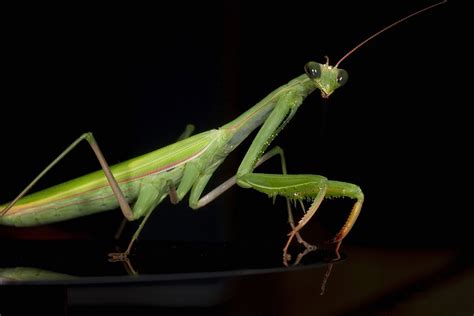 Mantis Wallpapers High Quality Download Free