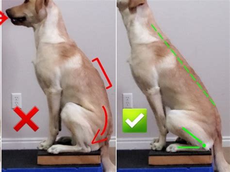 How Long Does It Take To Teach A Dog To Sit