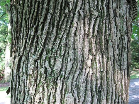 Common Types Of Oak Trees With Bark Photos For Identification Owlcation