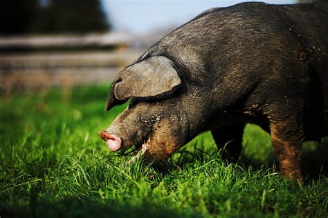 Pig Eating Photograph By Jimss Fine Art America