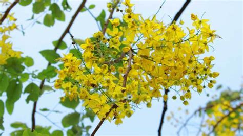 Kanikkonna State Flower Kerala Cassia Fistula Golden Shower Tree