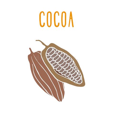 Vector Cocoa Beans Stock Vector Illustration Of Isolated 96996881