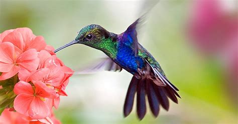 Hummingbird Eyes See Colors We Cant Imagine Answers In