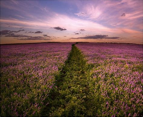 Purple Field Field Flower Landscape Nature Cloud Hd Wallpaper Pxfuel