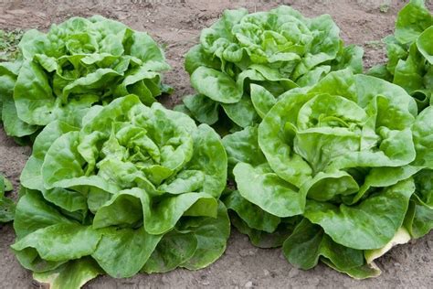 Organic Buttercrunch Lettuce Seeds — San Diego Seed Company