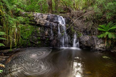 Launceston Forrest Stock Photos Pictures And Royalty Free Images Istock