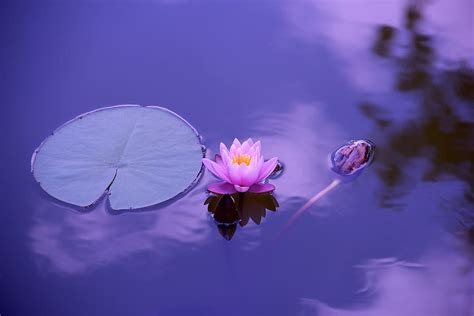HD Wallpaper Pink Lotus Flower On Body Of Water Natural Meditation