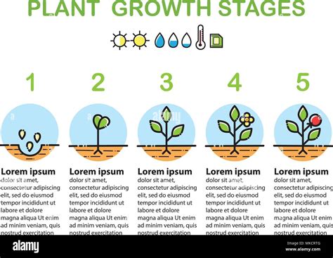 Elementos Infographic De Las Etapas Del Crecimiento Vegetal De Soja En