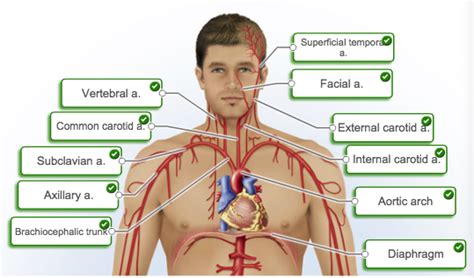 Major arteries that are located closer to the heart tend to have the thickest smooth muscle layers to withstand as compared with those of the arteries, diseases associated with the veins are often very common, curable cardiovascular system anatomy: Chapter 21: Blood Vessel & Circulation - Biology 2402 with ...