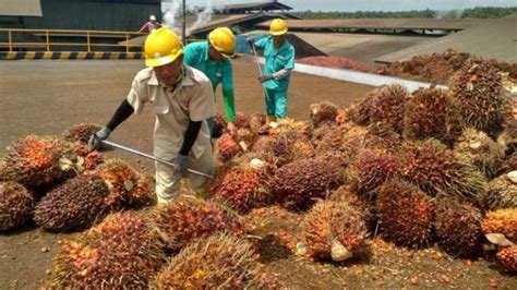 Industri Kelapa Sawit Di Malaysia Produksi Minyak Sawit Di Malaysia Riset
