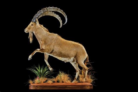 Ibex Taxidermy South Africa Life Form Taxidermy