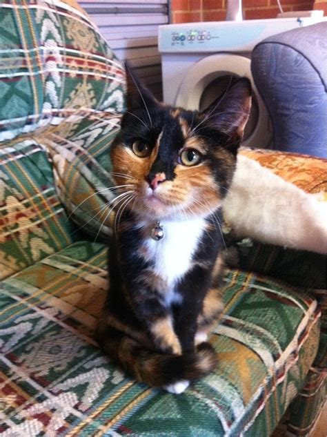 Little Calico Cat Click For More Cats And Kittens