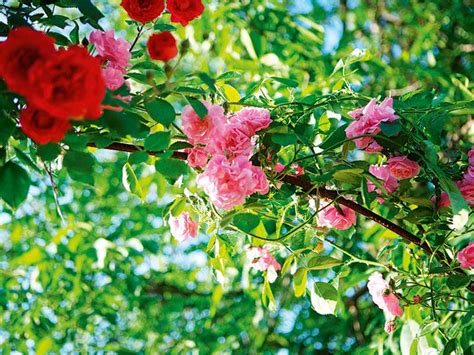 Winter annuals can really liven up your garden, pots and patios in the dreary winter months. How To Grow Roses In Winter - New Zealand Handyman Magazine