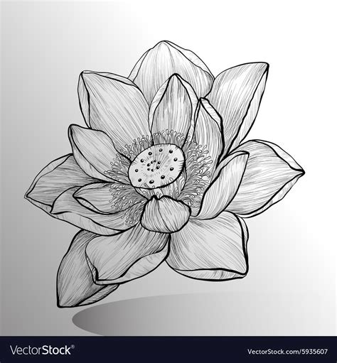 Flower Sketch Gertytrans