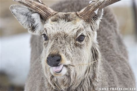 Ezo Sika Deer Of The Notsuke Wildlife Of Japan Saiyu Travel