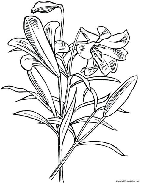 Lily pad flower coloring pages coloring page libraries. Lily Pad Flower Drawing at GetDrawings | Free download