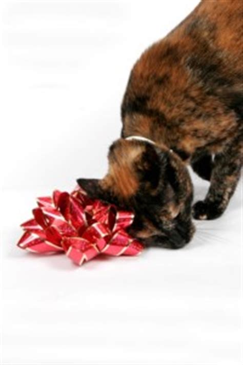 Tooth resorption in cats unfortunately often goes undiagnosed. Tooth Resorption In Cats